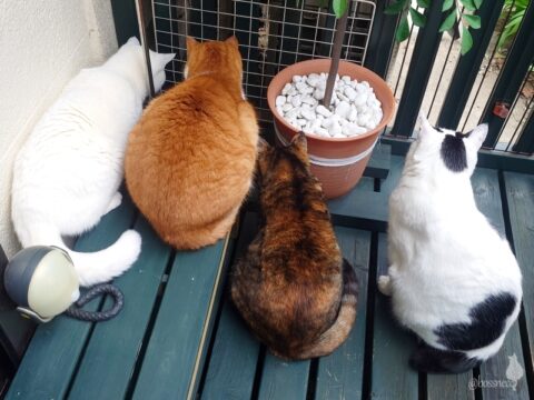 coco & fumi & Lin & Ryu