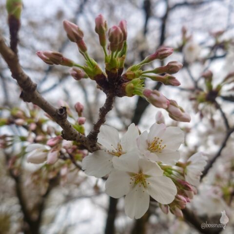 小金井公園の桜
