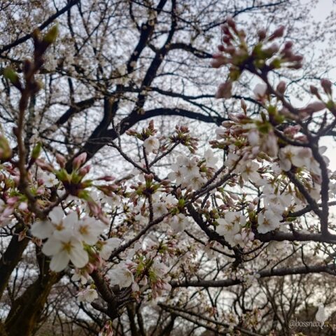 小金井公園の桜