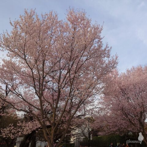 小金井公園の桜
