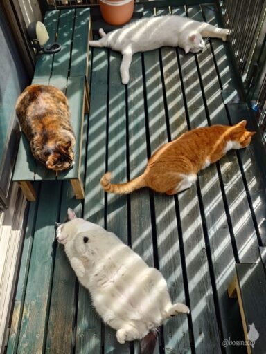 coco & fumi & Lin & Ryu