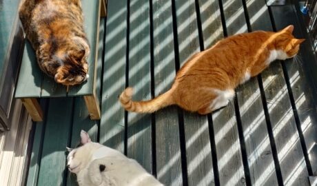 coco & fumi & Lin & Ryu