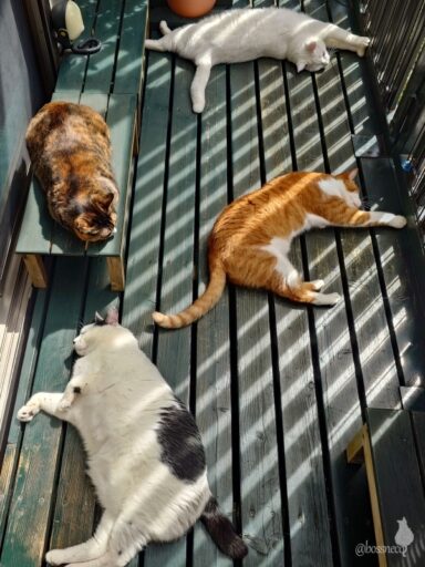 coco & fumi & Lin & Ryu