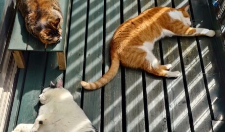 coco & fumi & Lin & Ryu