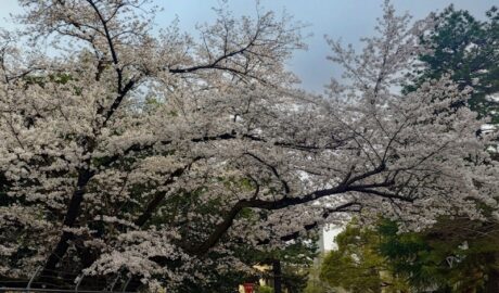 学芸大学の桜
