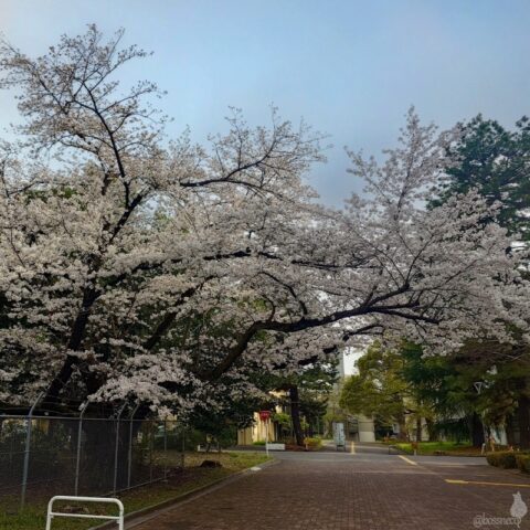 学芸大学の桜
