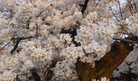 小金井公園の桜
