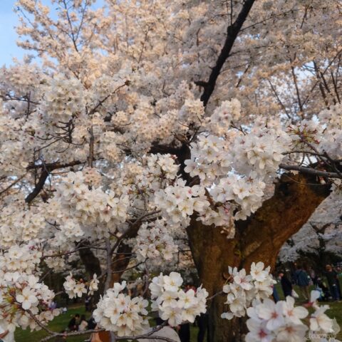 小金井公園の桜