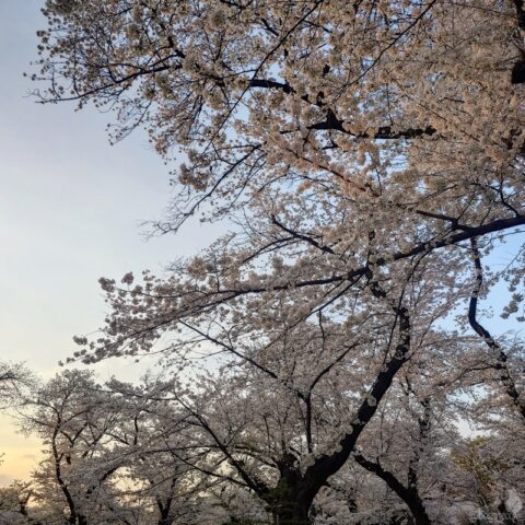 小金井公園の桜
