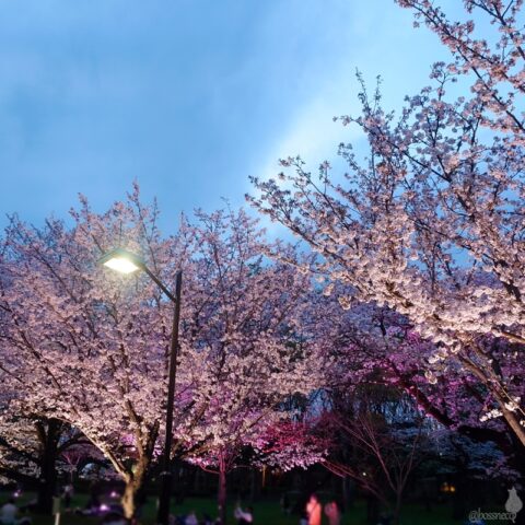 小金井公園の桜