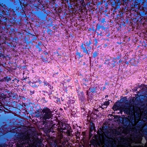 小金井公園の桜