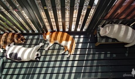 coco & fumi & Lin & Ryu