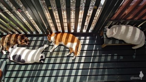 coco & fumi & Lin & Ryu