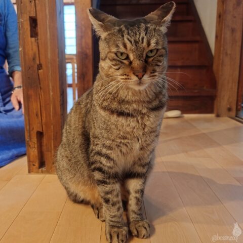 ねねころさん個展