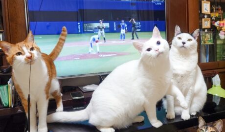 coco & fumi & Lin & Ryu