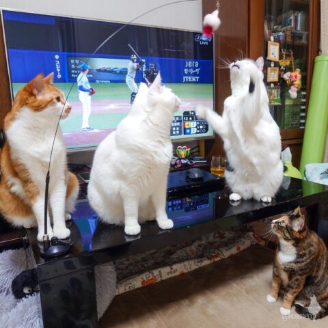 coco & fumi & Lin & Ryu