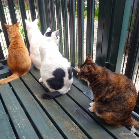 coco & fumi & Lin & Ryu