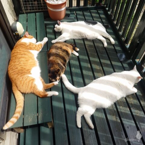 coco & fumi & Lin & Ryu