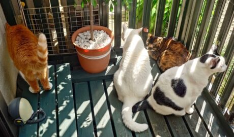 coco & fumi & Lin & Ryu