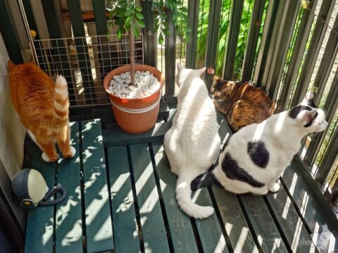 coco & fumi & Lin & Ryu