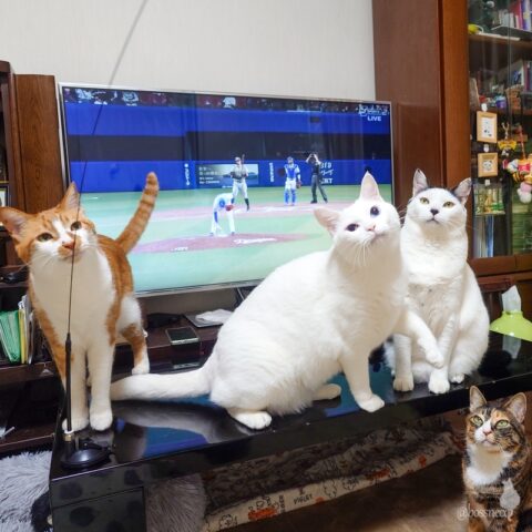 coco & fumi & Lin & Ryu