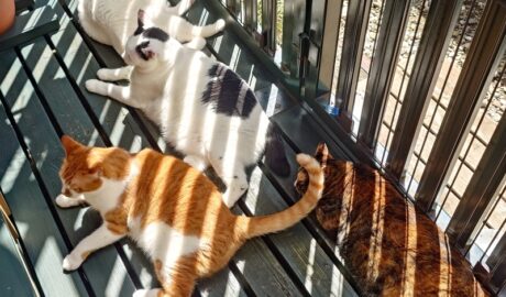 coco & fumi & Lin & Ryu