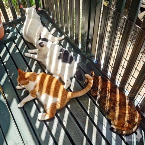 coco & fumi & Lin & Ryu