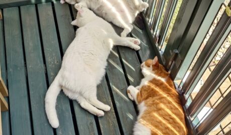 coco & fumi & Lin & Ryu