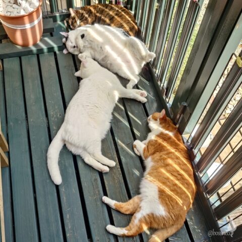 coco & fumi & Lin & Ryu