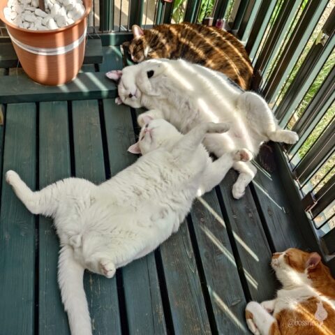 coco & fumi & Lin & Ryu