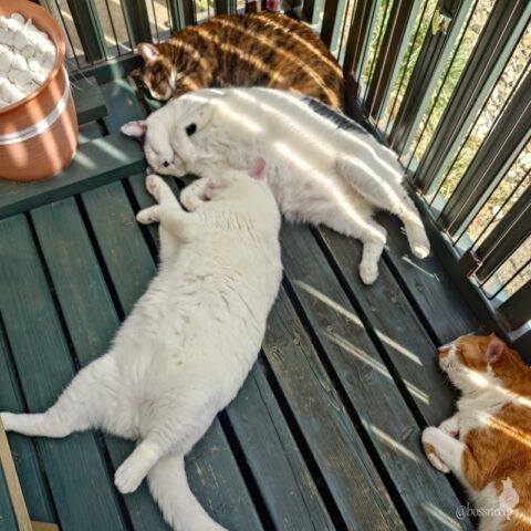 coco & fumi & Lin & Ryu