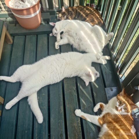 coco & fumi & Lin & Ryu