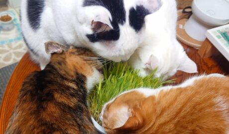 coco & fumi & Lin & Ryu