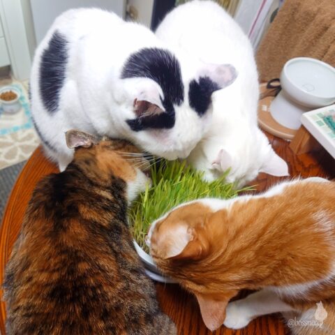 coco & fumi & Lin & Ryu