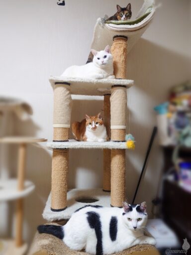 coco & fumi & Lin & Ryu