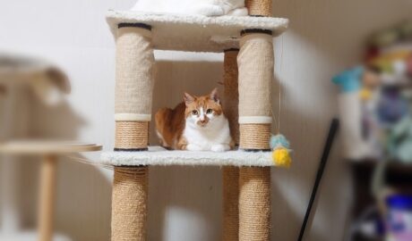 coco & fumi & Lin & Ryu