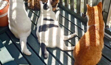 coco & fumi & Lin & Ryu