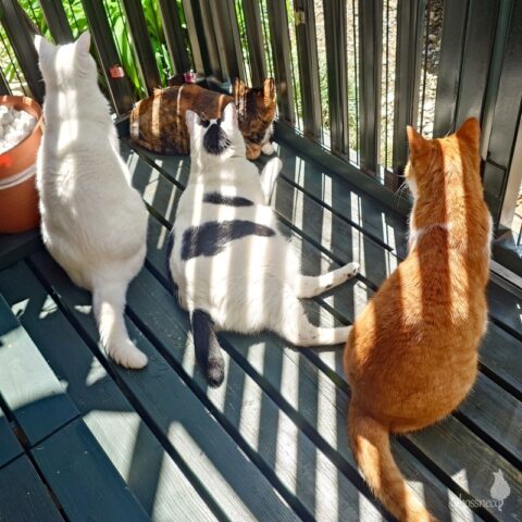 coco & fumi & Lin & Ryu