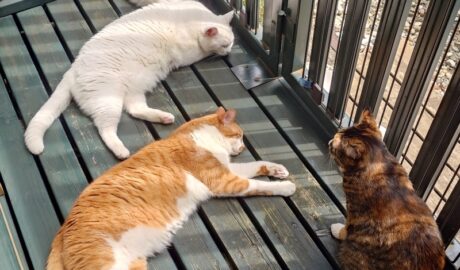 coco & fumi & Lin & Ryu