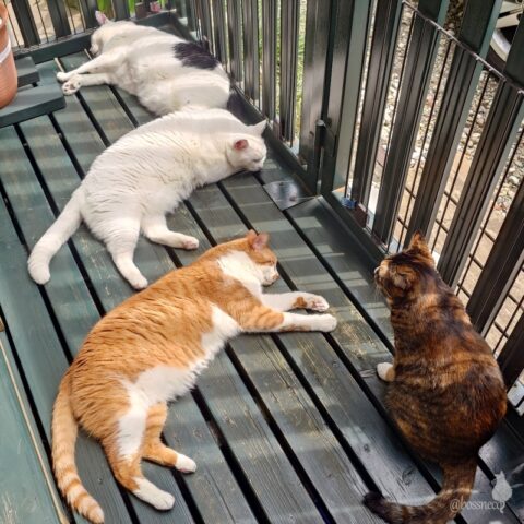 coco & fumi & Lin & Ryu