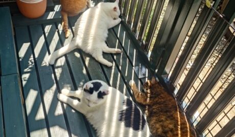 coco & fumi & Lin & Ryu