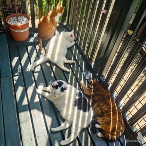 coco & fumi & Lin & Ryu