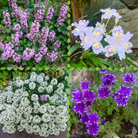 アジュガ、シャガ、アリッサム、スターフロックス