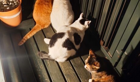 coco & fumi & Lin & Ryu