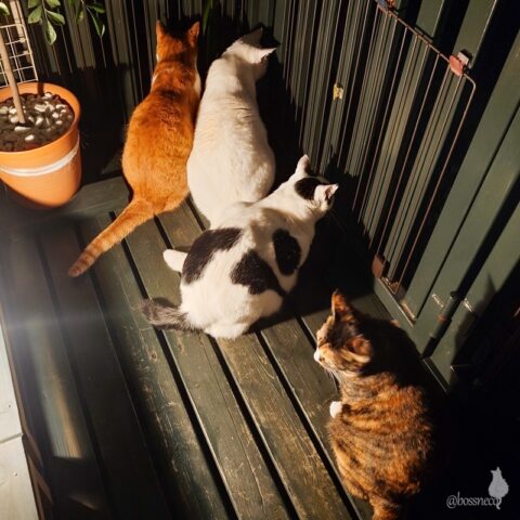 coco & fumi & Lin & Ryu