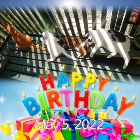 2022年お誕生日カード