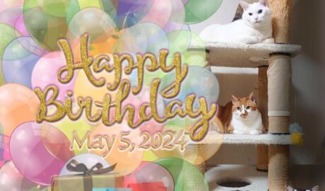 coco & fumi & Lin & Ryu