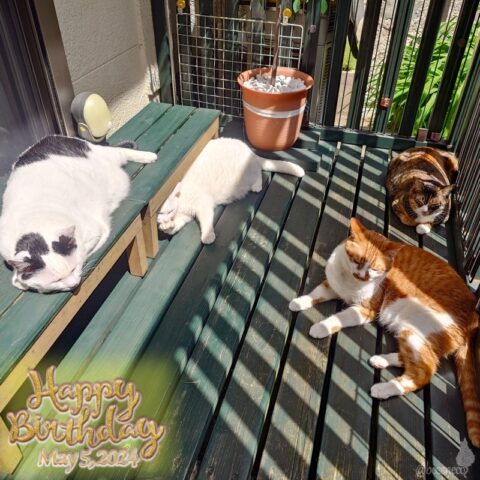 coco & fumi & Lin & Ryu