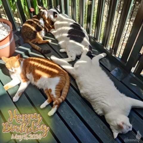 coco & fumi & Lin & Ryu