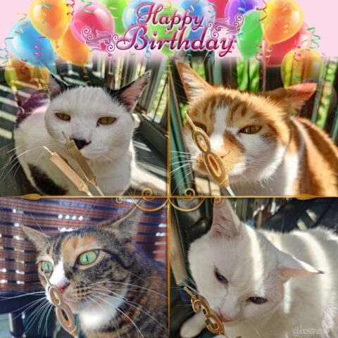 coco & fumi & Lin & Ryu